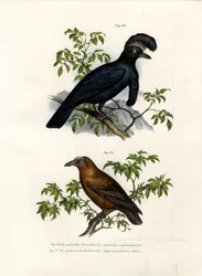 Cotingidé ombrelle d